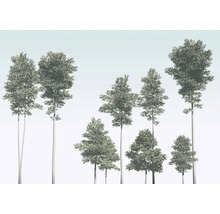 Fototapet vlies R4-040 Pines 400x280 cm