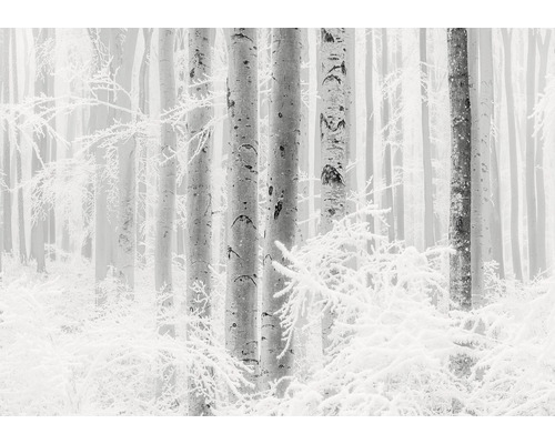 Fototapet vlies R4-043 Winter Wood 400x280 cm