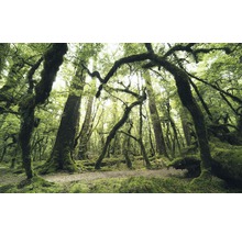 Fototapet vlies SHX9-104 Ancient Green 450x280 cm