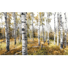 Fototapet vlies SHX9-015 Colorful Aspenwoods 450x280 cm