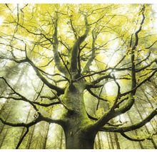 Fototapet vlies SHX6-020 The Dream Tree 300x280 cm