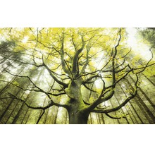 Fototapet vlies SHX9-020 The Dream Tree 450x280 cm