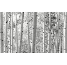 Fototapet vlies SHX9-030 Aspen Forest 450x280 cm