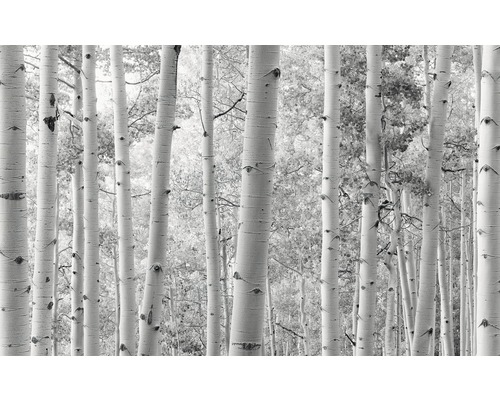 Fototapet vlies SHX9-030 Aspen Forest 450x280 cm
