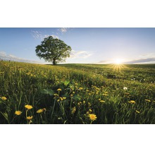 Fototapet vlies SHX9-034 Spring in the Countryside 450x280 cm