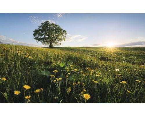 Fototapet vlies SHX9-034 Spring in the Countryside 450x280 cm