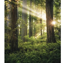 Fototapet vlies SHX5-037 Goblins Woods 250x280 cm