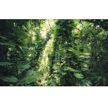 Fototapet vlies SHX9-114 Green Leaves 450x280 cm