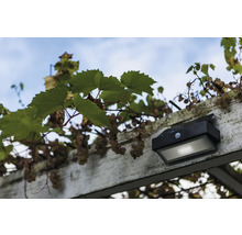 Lampa solară cu senzor de mișcare pe o pergolă cu viță de vie