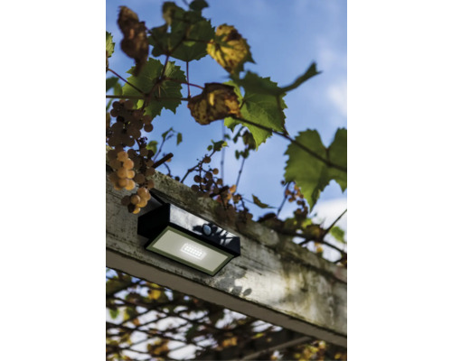 Lampa solară pe o pergolă de lemn cu viță de vie