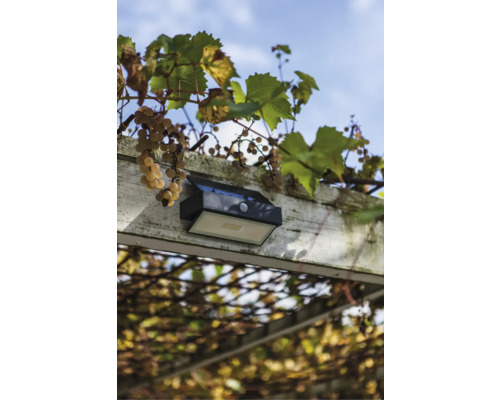 Lumină de exterior cu senzor de mișcare pe o pergolă cu viță de vie