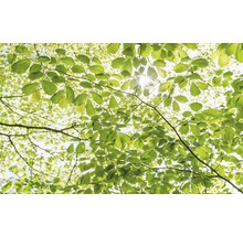 Fototapet vlies SHX9-045 In the Spring Forest 450x280 cm
