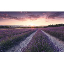 Fototapet vlies SHX9-052 Lavender Dream 450x280 cm