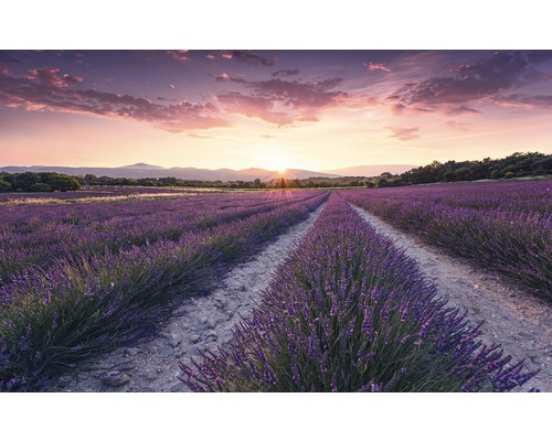 Fototapet vlies SHX9-052 Lavender Dream 450x280 cm