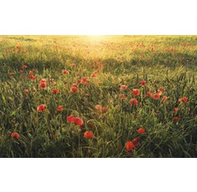 Fototapet vlies SHX9-071 Poppy World 450x280 cm