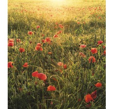 Fototapet vlies SHX5-071 Poppy World 250x280 cm