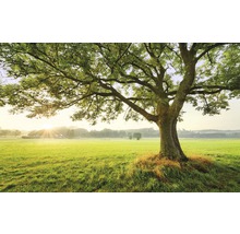 Fototapet vlies SHX9-086 The Magic Tree 450x280 cm