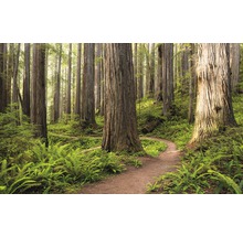 Fototapet vlies SHX9-077 Redwood Trail 450x280 cm