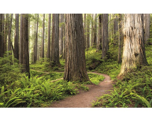 Fototapet vlies SHX9-077 Redwood Trail 450x280 cm