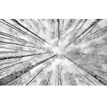 Fototapet vlies SHX9-093 White-Blue 450x280 cm