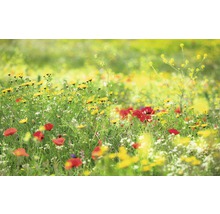 Fototapet vlies SHX9-094 Meadow Magic II 450x280 cm