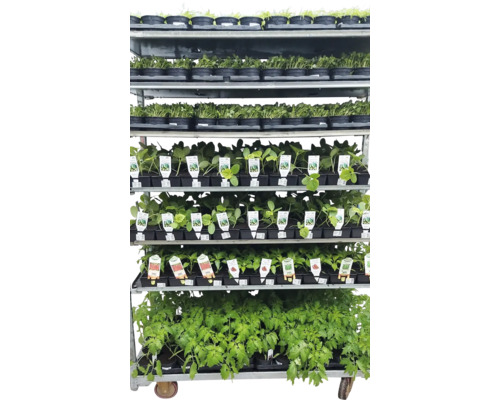 Cărucior de vânzare cu plante tinere în ghivece