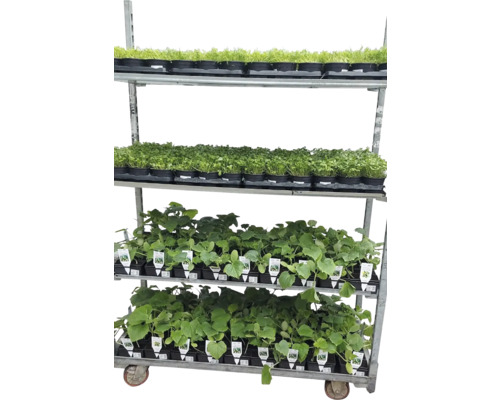 Cărucior raft cu diverse plante tinere în ghivece