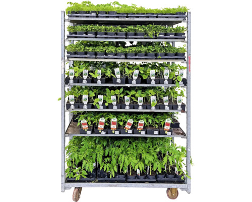 Cărucior de vânzare cu răsaduri de diferite tipuri de legume în ghivece