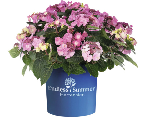 Hortensie Hydrangea macrophylla Endless Summer 'Pop Star' H 20-35 cm Co 5 L roz Hortensia Endless Summer în ghiveci