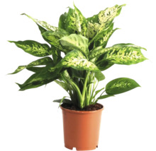Planta Dieffenbachia în ghiveci