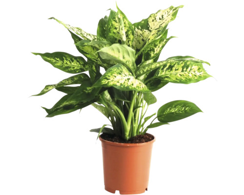 FloraSelf Dieffenbachia compacta H 35-45 ghiveci Ø 12 cm