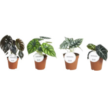 Diverse plante de interior Alocasia în ghivece