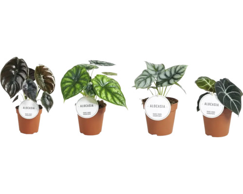 Diverse plante de interior Alocasia în ghivece