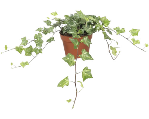 Iederă verde-alb FloraSelf Hedera helix 'Kolibri' H ca. 20 cm ghiveci Ø 13 cm Iederă într-un ghiveci