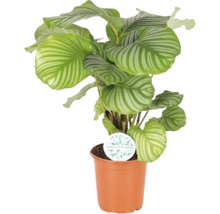 Planta de interior Calathea Orbifolia în ghiveci