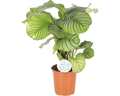 Planta care se roagă FloraSelf Calathea orbifolia H 80-85 cm ghiveci Ø 21 cm Planta de interior Calathea Orbifolia în ghiveci