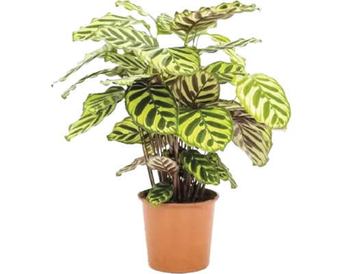 Planta care se roagă FloraSelf Calathea 'Makoyana' H 80-85 cm ghiveci Ø 21 cm Calathea în ghiveci