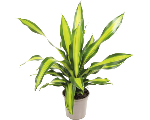 Dracena FloraSelf Dracaena 'Burley' H 90-100 cm ghiveci Ø 24 cm