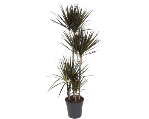 Dracena FloraSelf Dracaena magenta H 150-160 cm ghiveci Ø 27 cm