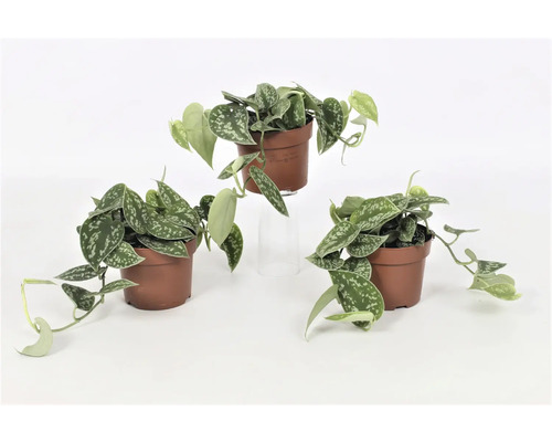 Trei plante la ghiveci cu frunze argintii-verzi