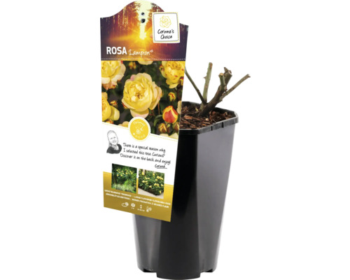 Trandafir Lampion în ghiveci, gata de plantat în grădină.