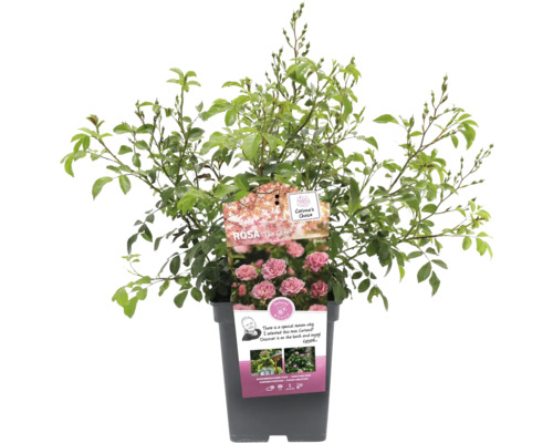 Trandafirul Zâna în ghiveci