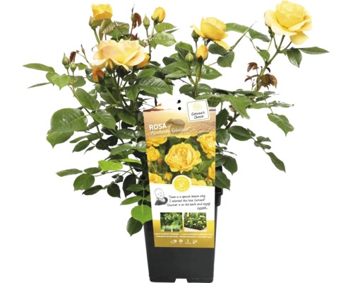 Trandafir galben de grădină în ghiveci