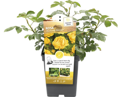 Trandafir Absolutely Fabulous în ghiveci