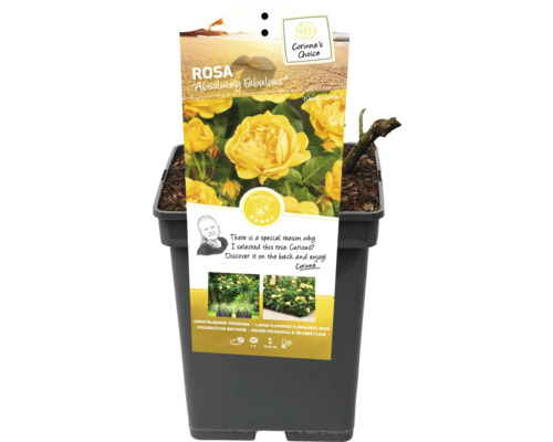 Trandafir teahibrid galben Absolutely Fabulous în ghiveci