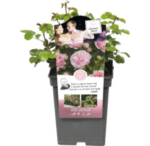 Trandafir de grădină Rosa Ballando în ghiveci