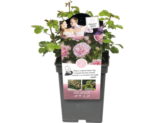 Trandafir de grădină Rosa Ballando în ghiveci