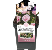 Trandafir teahibrid Rosa ''Ballando'' la ghiveci