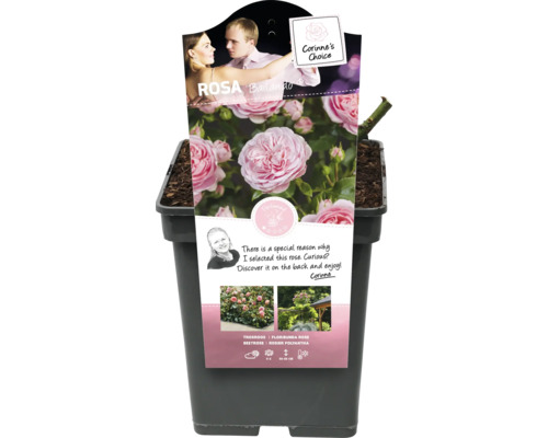 Trandafir teahibrid Rosa ''Ballando'' la ghiveci
