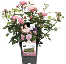 Trandafir în ghiveci cu flori delicate roz